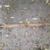 Angleterre - Une épée viking vieille de 1200 ans retirée de la rivière Cherwell lors d'une pêche à l'aimant - Photo: Trevor Penny