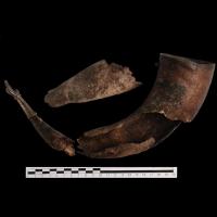 Corne à boire découverte dans une sépulture de l'Âge Viking à Vold en Norvège - Photo: unimus.no T1184
