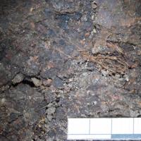 Danemark - Poils de fourrure de castor dans la tombe du Viking de Fregerslev - Photo: Marianne Schwartz, Département de la conservation de Moesgård