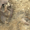Danemark - Squelette du chien enterré avec son maître dans une sépulture viking à Odense - Photo: Kasper Marquardtsen / TV2fyn