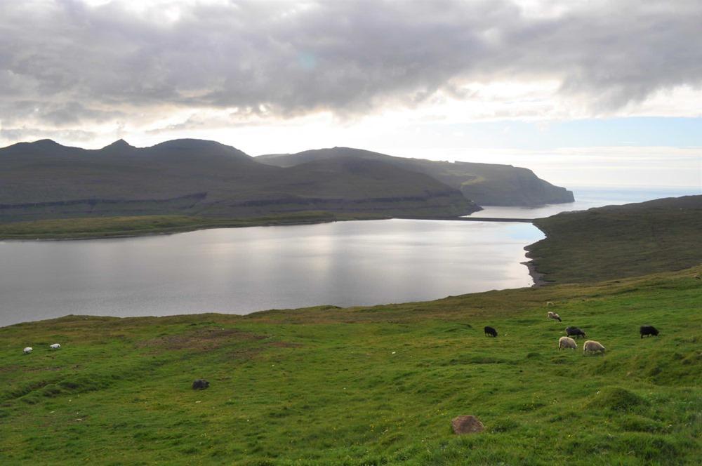 Les Îles Féroé - Moutons près du lac Eiði dont les sédiments gardent des traces d'activités humaines, plusieurs siècles avant les Vikings - Photo: Raymond Bradley/ UMass Amherst
