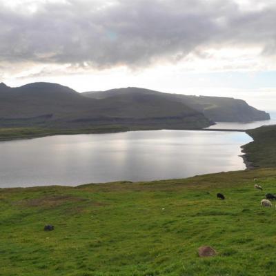 Les Îles Féroé - Moutons près du lac Eiði dont les sédiments gardent des traces d'activités humaines, plusieurs siècles avant les Vikings - Photo: Raymond Bradley/ UMass Amherst