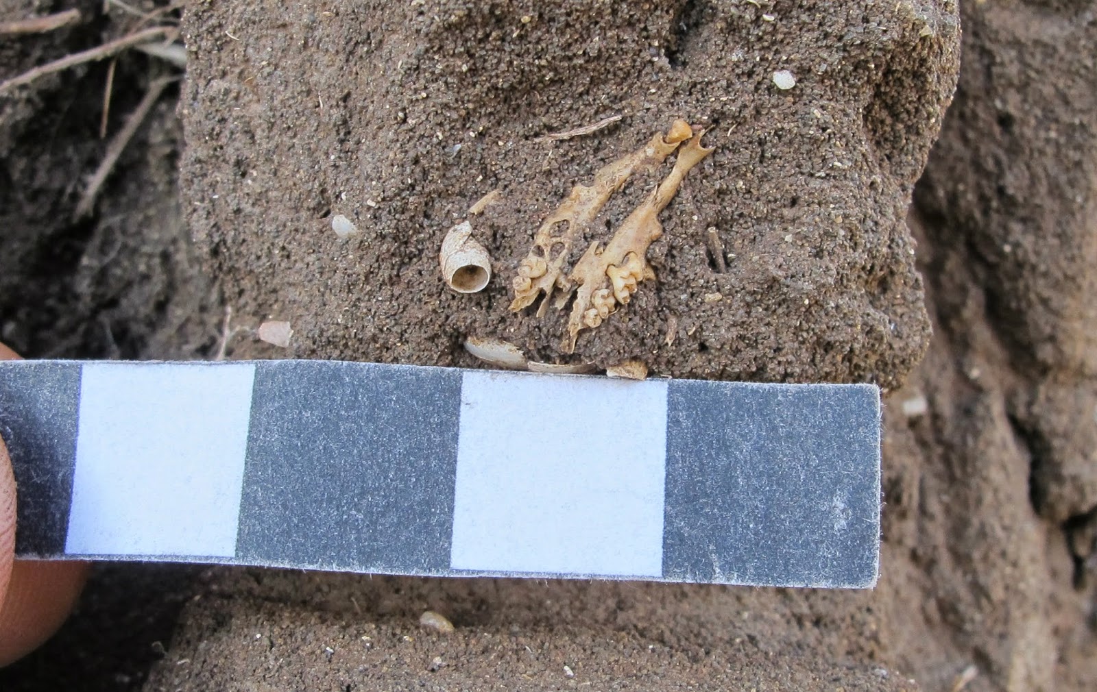Madère - Squelette de souris trouvé à Ponta de São Lourenço datant de l'Âge Viking - Photo: SCIC