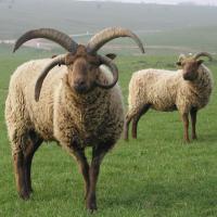 Le Loaghtan ou mouton de l'île de Man - Photo: EFearn