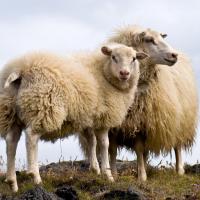 Moutons islandais - Photo Thomas Quine