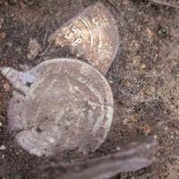 Suède - Un trésor viking de pièces d'argent arabes découvert sous un cairn de 2000 ans