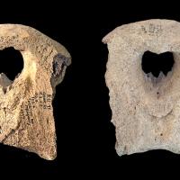 Ukraine - Fragments de crânes de morses découverts à Kiev, probablement jetés pour ne conserver que l'ivoire des défenses - Photo: James H. Barrett et Natalia Khamaiko